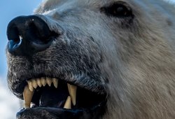 Чукотское село Рыркайпий осаждено белыми медведями
