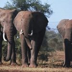 Как же общаются эти удивительные животные – слоны?