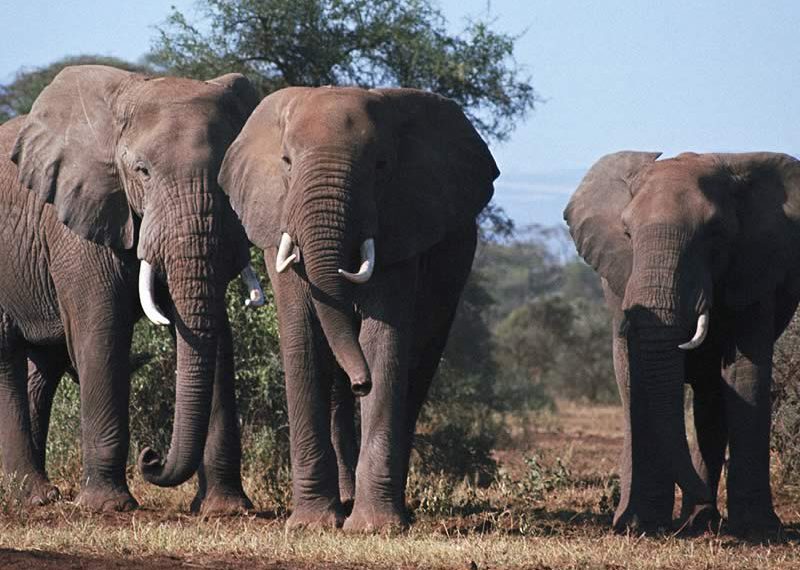Как же общаются эти удивительные животные – слоны?