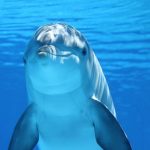 Мертвые дельфины в Новороссийске могли стать жертвами вируса