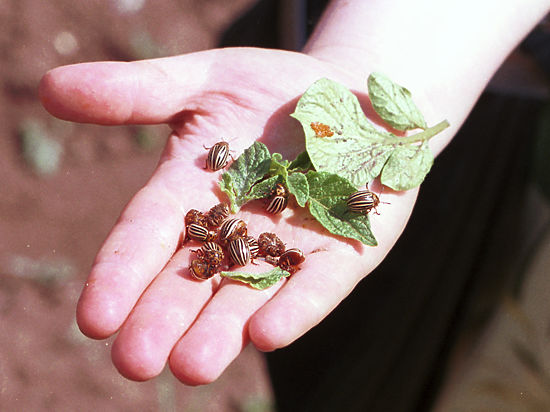 В России из-за морозов вымерли колорадские жуки: 
