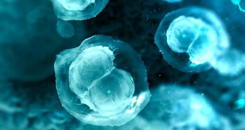 Созданы клеточные пластыри из стволовых клеток для лечения ишемии