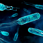 Бактерии что о них нужно знать?