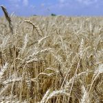 России грозит «стеблевая ржавчина»: старая болезнь губит пшеничные поля