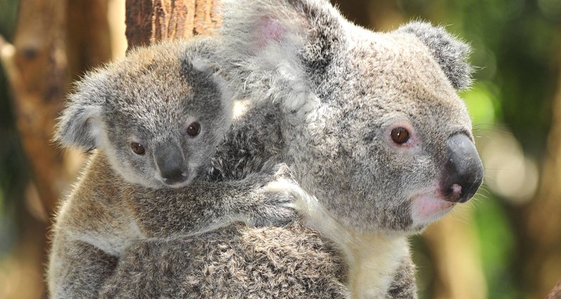 Австралийцы выбрали самую милую коалу