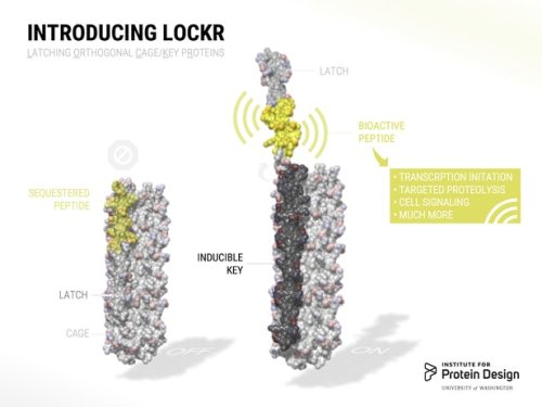 Функционирование белка LOCKR