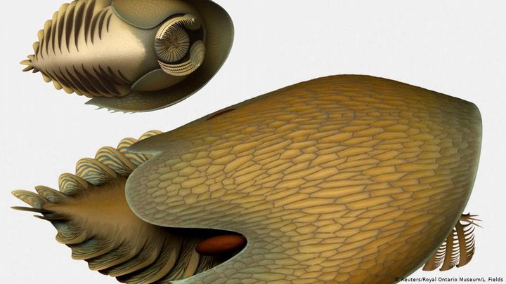 Реконструкция внешнего вида Cambroraster falcatus Lars Fields / Royal Ontario Museum