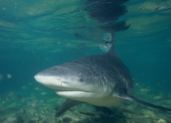 Тупорылая акула. Фото: wikipedia.org