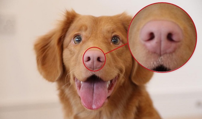 Собачий нос - особая примета