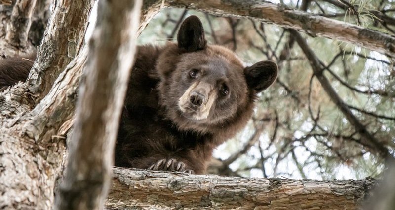 Американская полиция сиренами загнала медведя на дерево