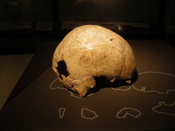 На фото череп неандертальца. Фото: wikipedia