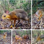 Вьетнамского оленя-мышь заметили впервые за 30 лет