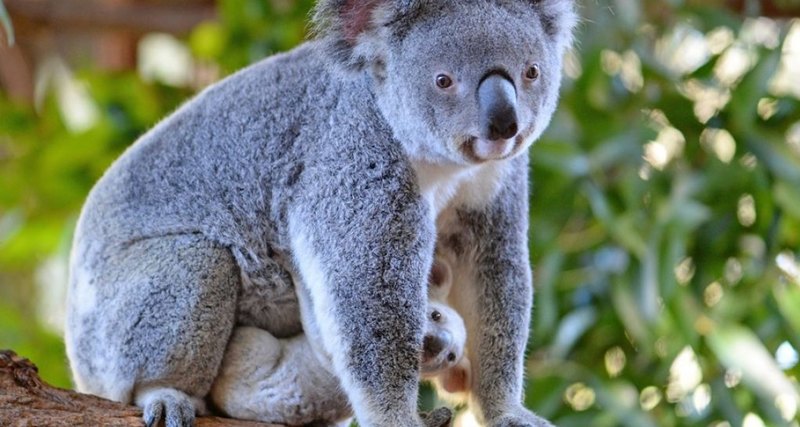 На помощь коалам-погорельцам собрано 640 тысяч долларов
