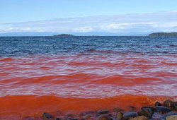 «Красный прилив» привел к массовой гибели морских черепах