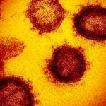Определен возраст коронавируса — ему от 20 до 70 лет