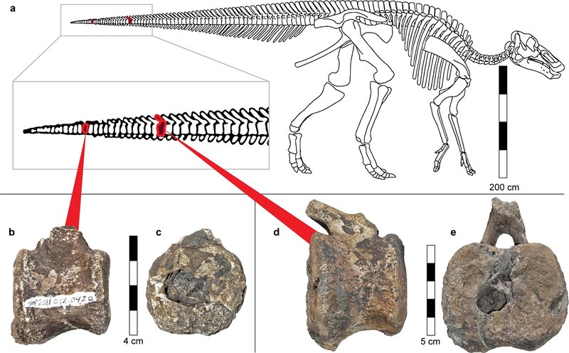 В Канаде обнаружены останки динозавра гадрозаврида, на позвонках которого сохранились следы гистиоцитоза X — редкой формы рака
