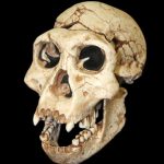 Ученые нашли новый неизвестный вид древнего человека