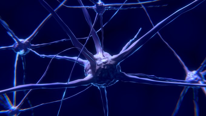 Какое количество нейронов содержит головной мозг человека?