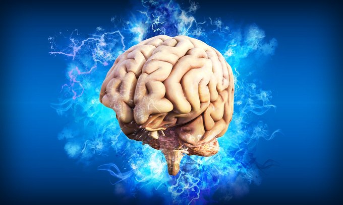 Что такое кора головного мозга?